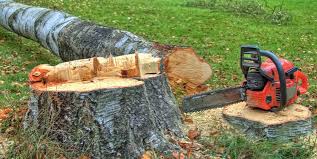 Best Stump Grinding and Removal  in Rogers City, MI