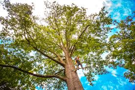 Reliable Rogers City, MI Tree Services Solutions