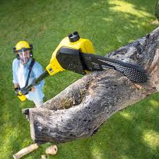 Best Tree Maintenance Programs  in Rogers City, MI