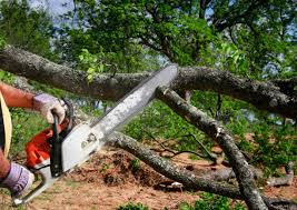 Best Tree Cabling and Bracing  in Rogers City, MI