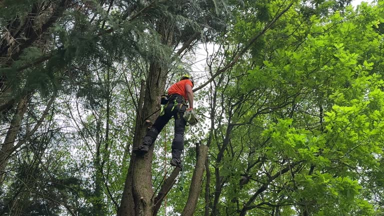 Best Emergency Tree Removal  in Rogers City, MI