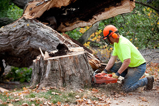 Best Fruit Tree Pruning  in Rogers City, MI