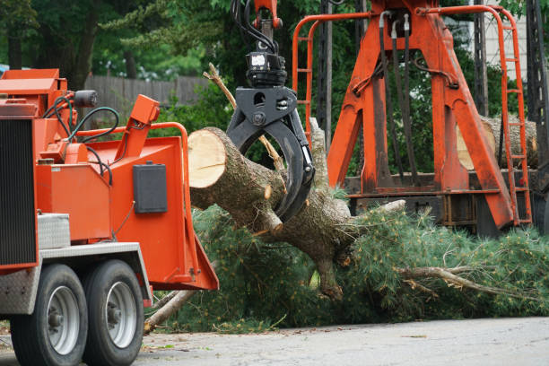 Best Tree Mulching  in Rogers City, MI