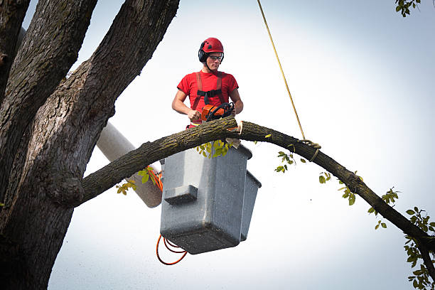 Best Tree Risk Assessment  in Rogers City, MI