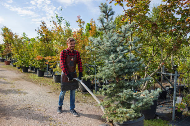 How Our Tree Care Process Works  in  Rogers City, MI