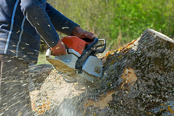 Best Hedge Trimming  in Rogers City, MI