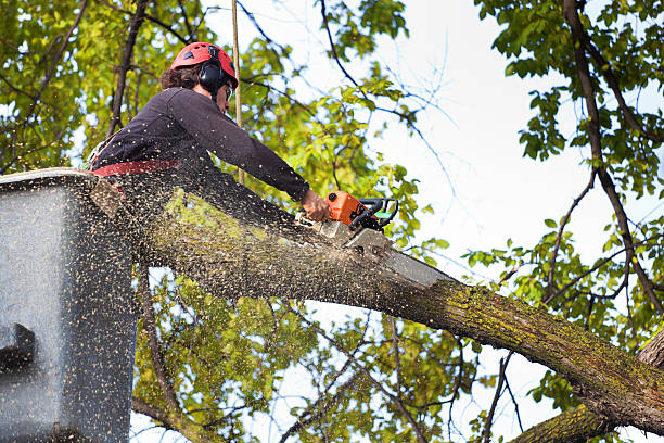 Best Firewood Processing and Delivery  in Rogers City, MI